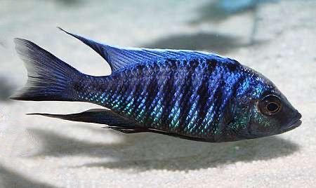 Copadichromis parvus 'Meluluca'